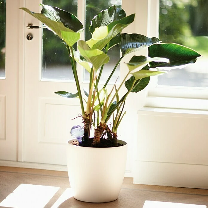 Elho Bewässerungskugel Aqua Care Aubergine, 0,35 L 4 Elho Bewässerungskugel Aqua Care Aubergine, 0,35 L – Bild 2