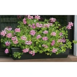 Floraworld Comfort Speichermatte 100 X 12,5 X 3,5 Cm, Geeignet Für: Pflanzkästen -Gartenwerkzeuge 12 2018